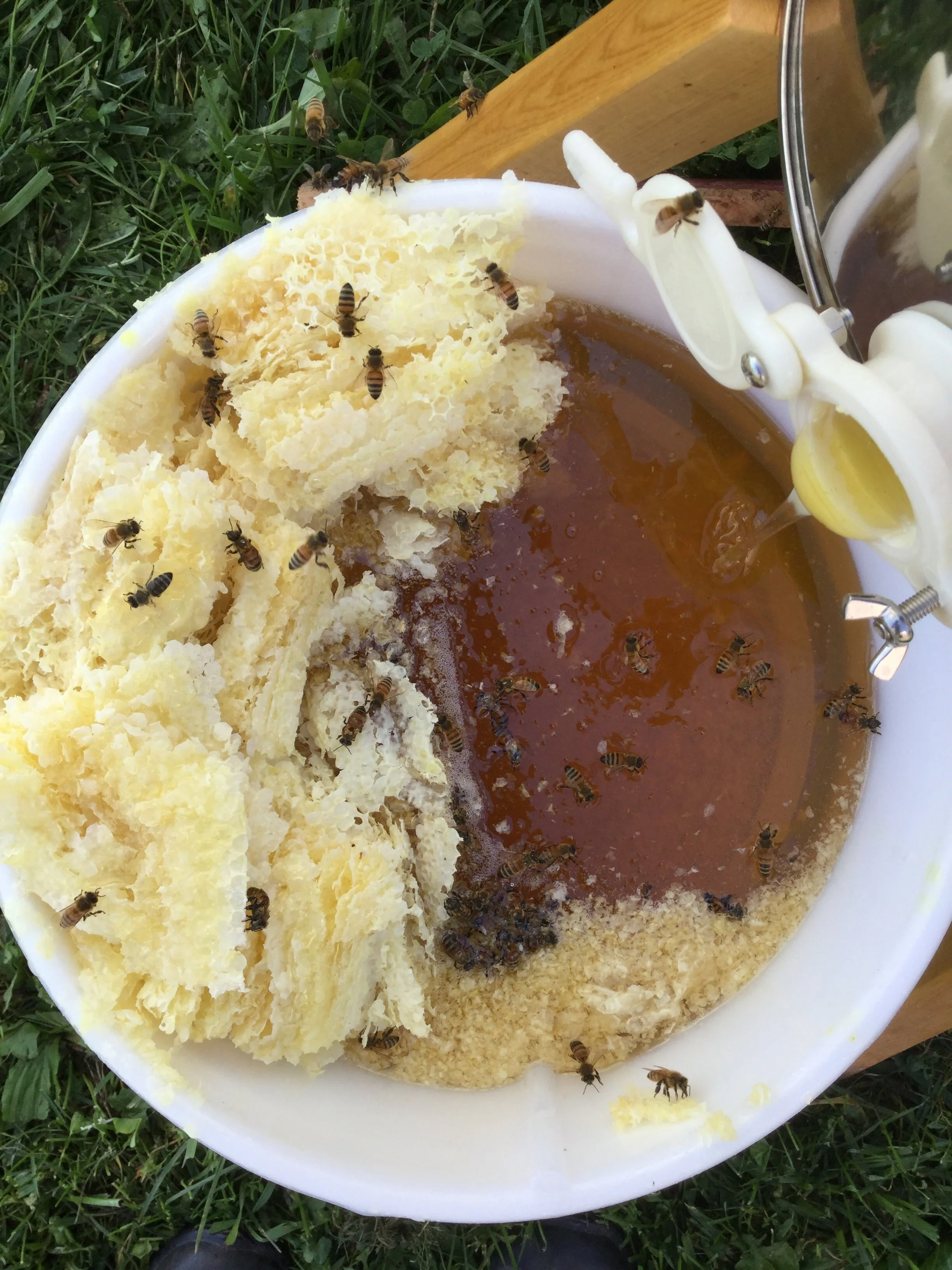 Gallery — Meadowlark Community Farm