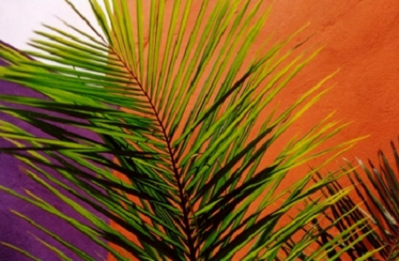 Jamaica III TB Palm Fronds
