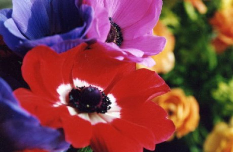 Anemone
