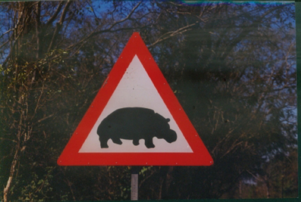 Hippo Crossing