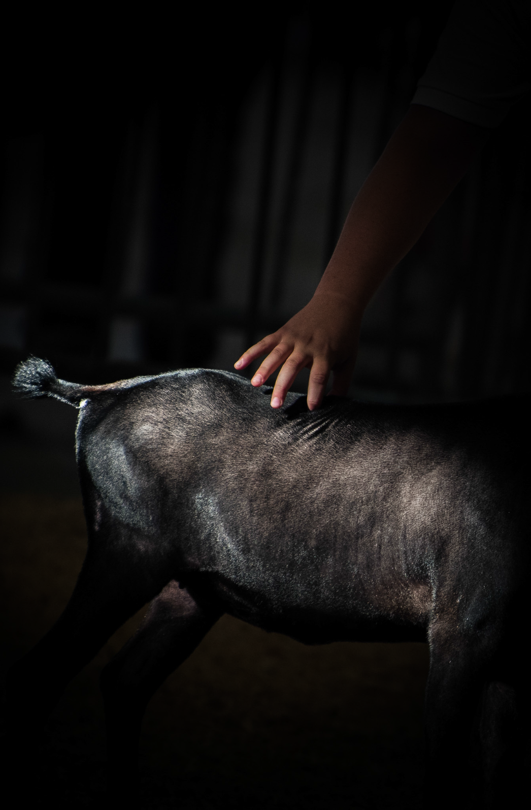  A boy squeezes the back of his goat to adjust its posture during a goat showing at the Ohio State Fair in Columbus, Ohio on July 22, 2016.&nbsp; 