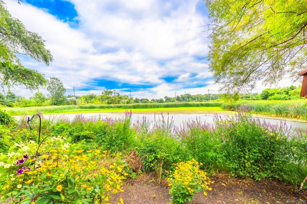 Pond 2.jpeg