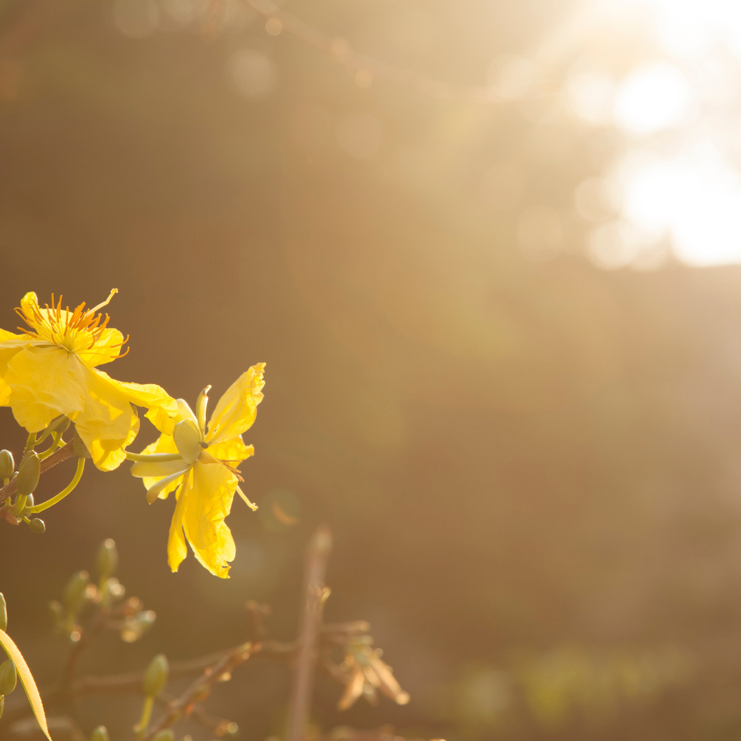 No Mow May: Let’s Make Our Yards a Buzzing Paradise!
