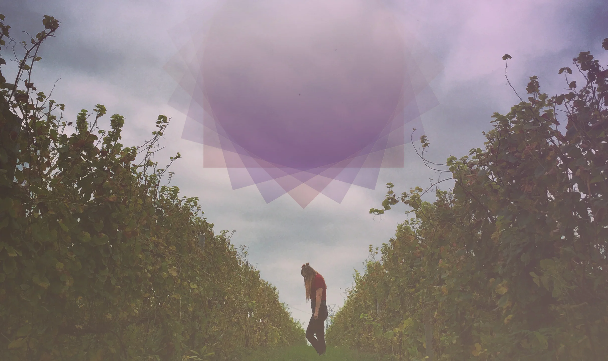 Kristin Vineyard no text.jpg