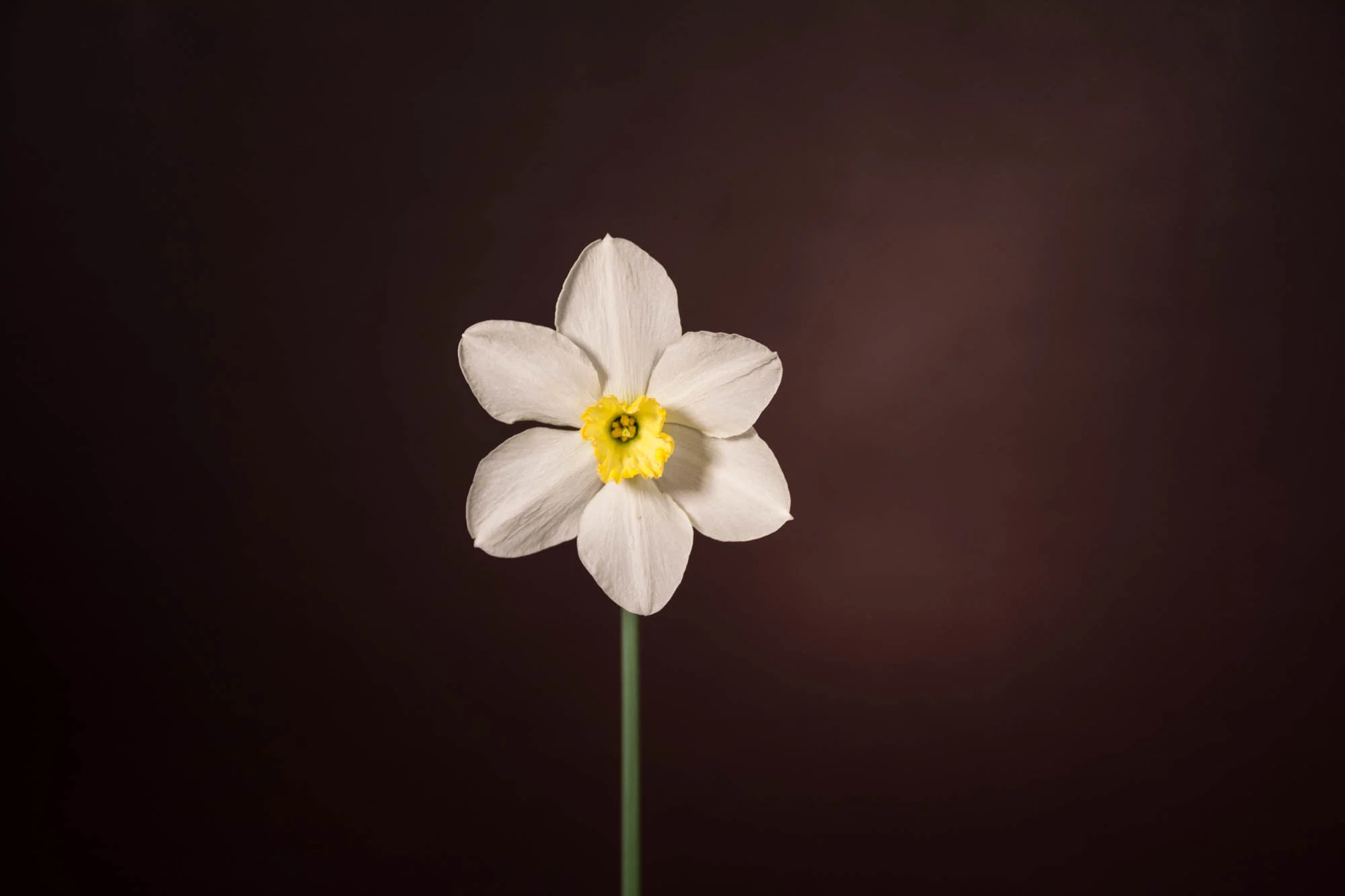 FlowerPortraits-5.jpg