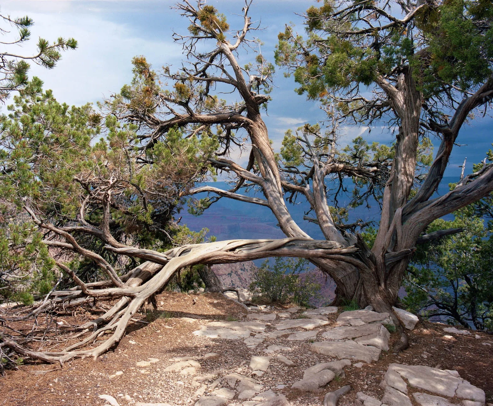 Grand Canyon, AZ. 2014. C-Print.