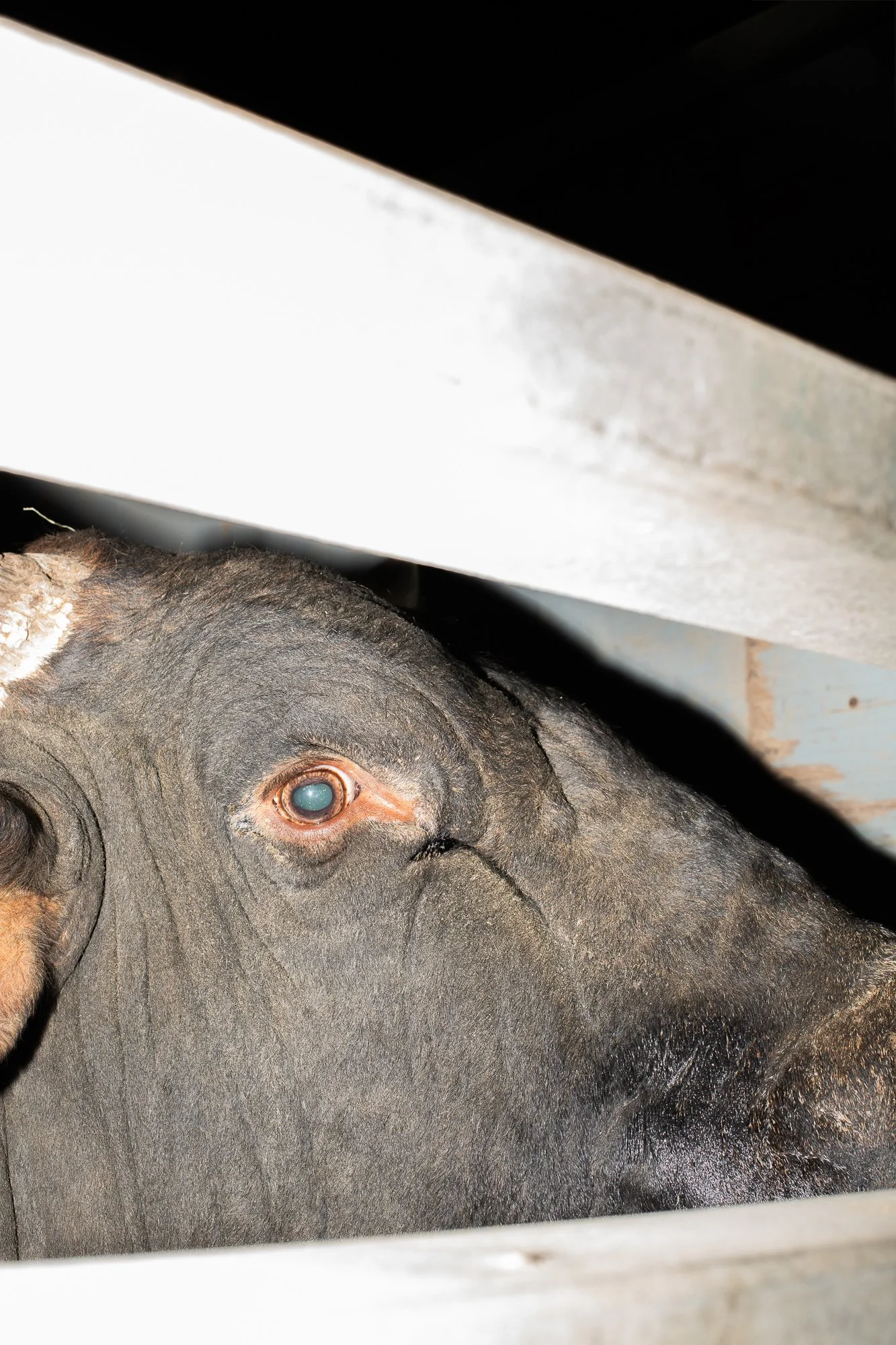 Rodeo_Spring 2026_Lake Charles-02.jpg