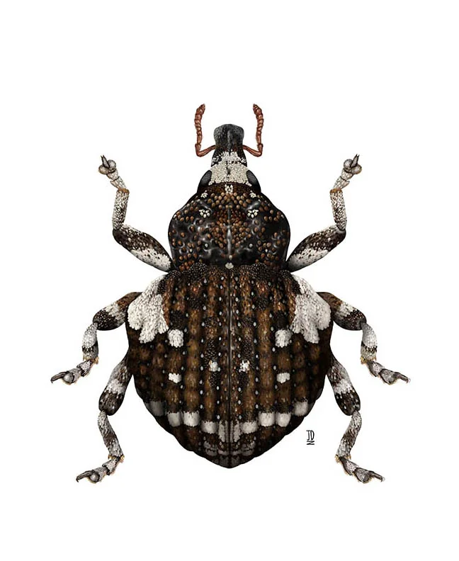 Gerstaeckeria hubbardi