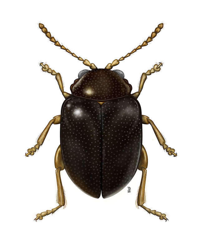 Newly Discovered Gioio species