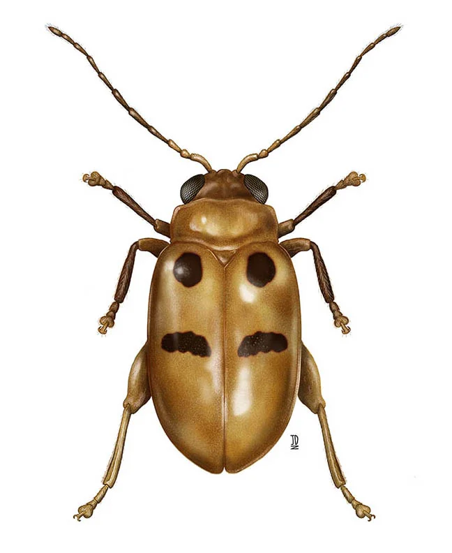 Megasus bimaculatus Jacoby