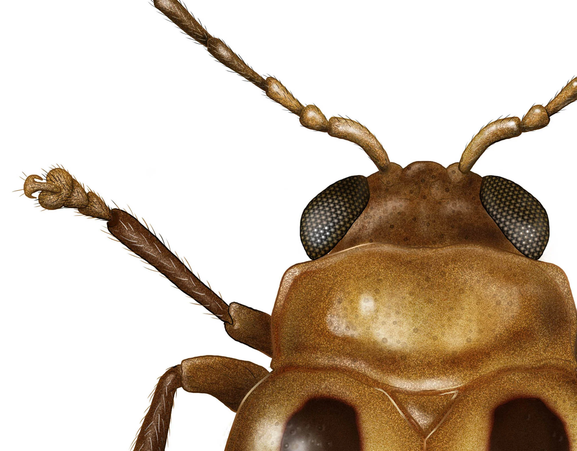 Megasus_bimaculatus_Jacoby_JillianDitner_detail.jpg