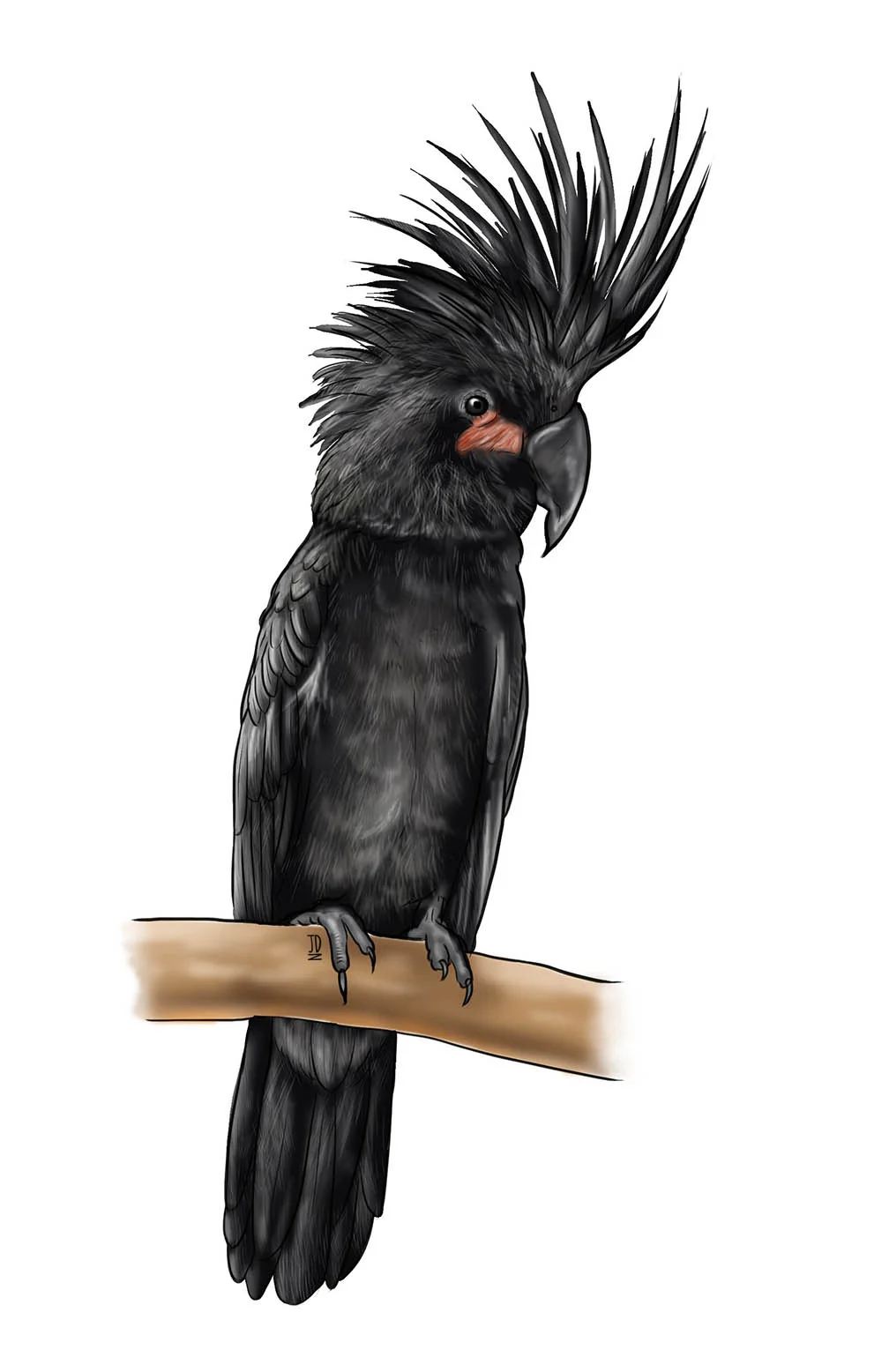 BlackPalmCockatoo_JillianDitner.jpg