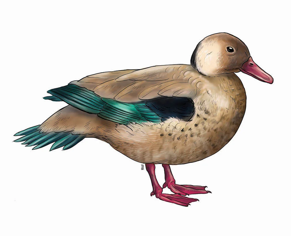 BrazilDuck_JillianDitner.jpg
