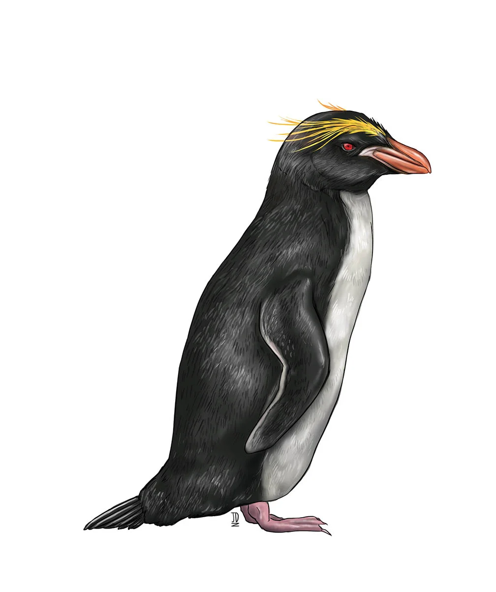 Macaroni_Penguin_JDitner.jpg