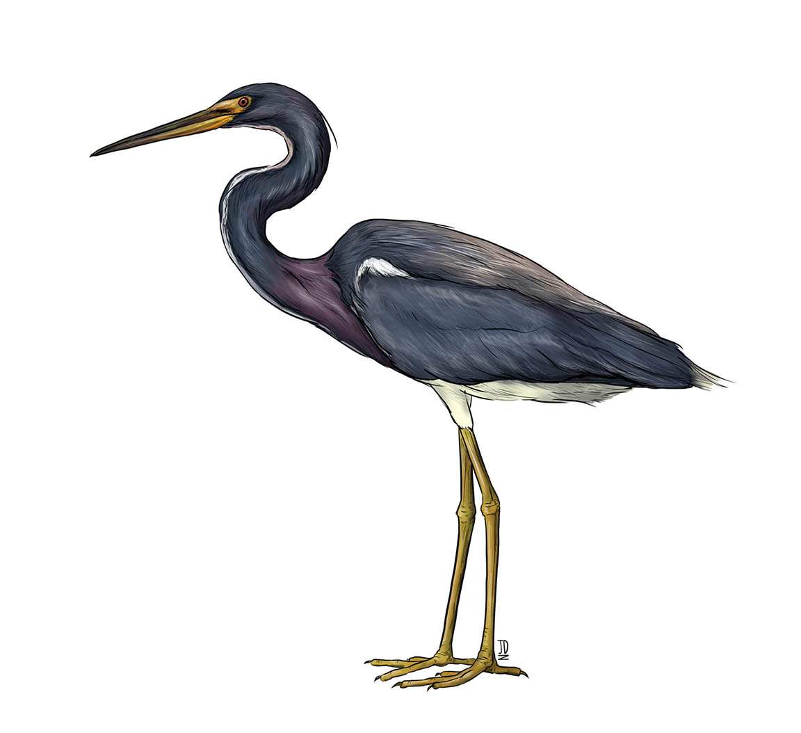 TricolorHeron_JillianDitner.jpg