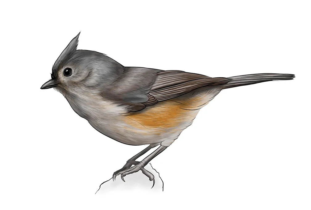 TuftedTitmouse_JillianDitner.jpg