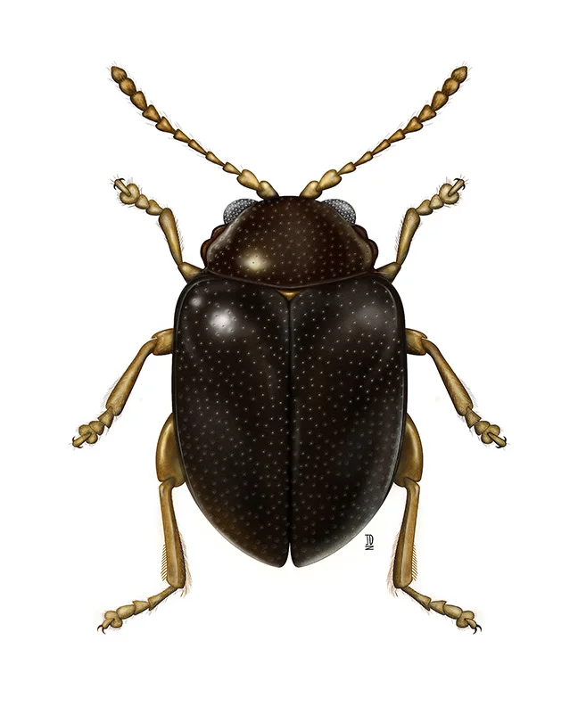 Gioio_sp.nov_JDitner.jpg