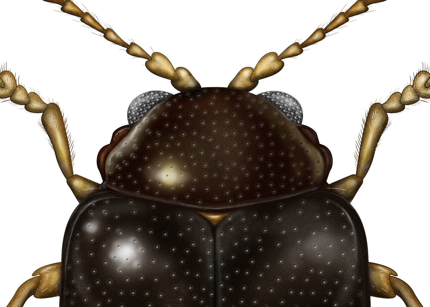 Flea+Beetle+Specimen+Illustration+by+Jillian+Ditner.jpg