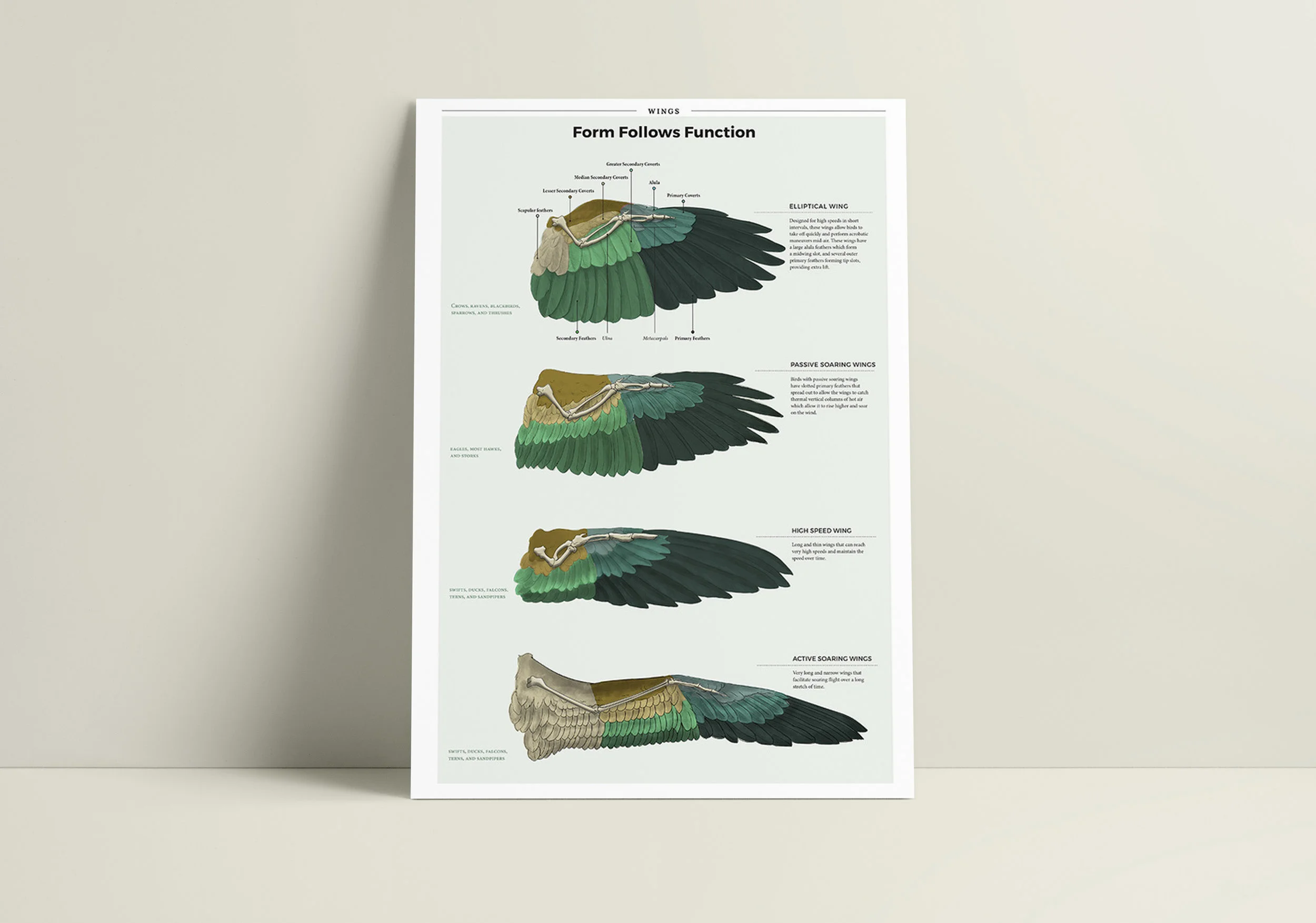 Bird Wing Morphology