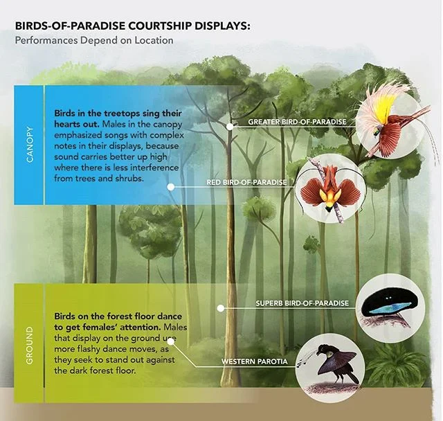 Created this graphic for a press release of a great new paper on the mating displays of Birds-of-paradise released through the #cornelllabofornithology which shows how different species either dance or sing more prominently depending on the height th