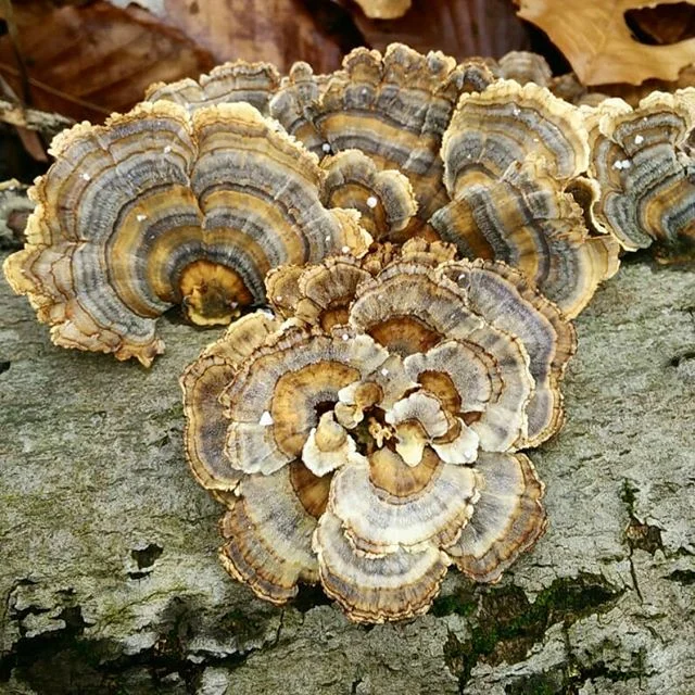 Pretty fungi !! .
.
.
.
#fungi #mycology #naturalist #nature