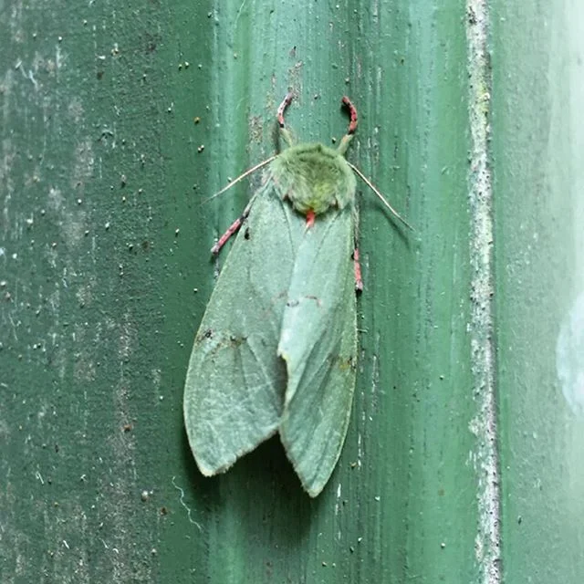 Looking at photos from trip to Ecuador on a rainy Ithaca morning. Didn&rsquo;t go for the moths, but there are so many beautiful species... will post some bird photos soon! #ecuador #ecuadorwildlife #birdingecuador #moths #entomology