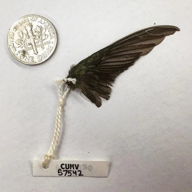 Wing day in biological illustration class yesterday, our students worked from specimens from the Cornell University museum of vertebrates collections. This tiny Ruby-throated hummingbird wing is incredible! @bishop_lines @nathofme 
#ornithology #wing