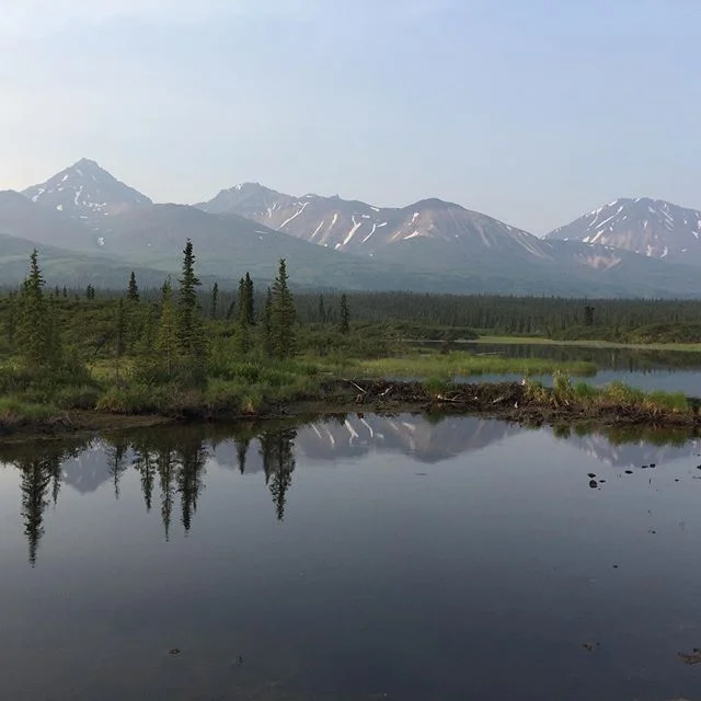 Overdue on posting from a great trip to Alaska a couple weeks ago. A few shots from the beautiful areas around Anchorage and in Denali national park. Many wildlife sightings, moose, caribou, many cool birds and grizzly bears!
#denalinationalpark #ala