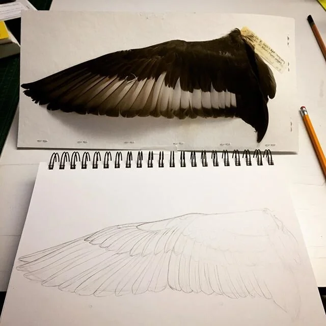 Starting on a step-by-step for how to draw a wing, part of the materials I&rsquo;m working on for the Art and Science of Birds course offered next semester @cornelluniversity @Cornell birds Having access to the awesome @cu.museum.of.vertebrates colle