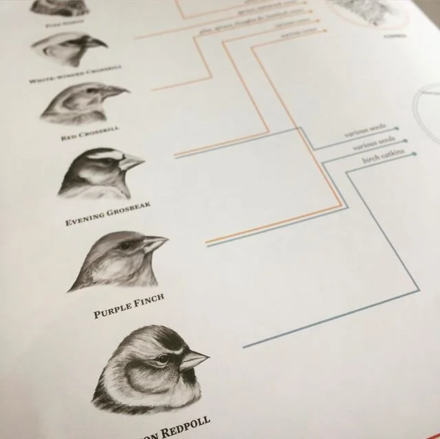 Winter finches graphic for Living Bird Magazine feature on finch predictions. Finches depend on various food sources which can drive these birds out of their usual ranges in irruption years.
