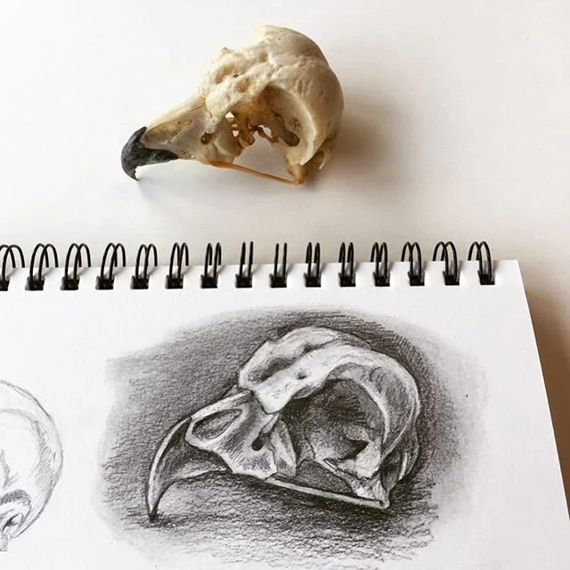 Fun class this week on shading for the Art and Science of Birds course. Specimens borrowed from the Cornell Lab&rsquo;s museum collections.