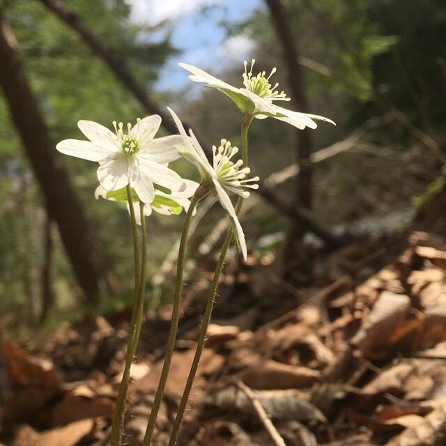 Finally a bit of spring and sunshine!