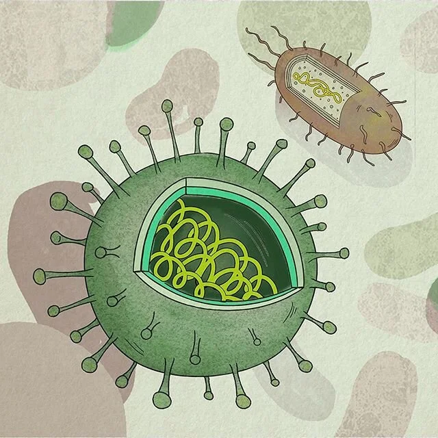 Did this little illustration a while back but didn&rsquo;t end up getting used in this version. 🦠 Virus vs bacteria 🧫
