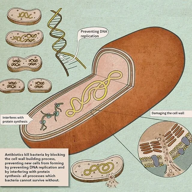 How antibiotics work. Found these illustrations while searching my files, not published but I like the style I made them in. #bacteria #sciart #scicomm