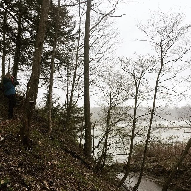 Global Big Day of Birding in Ithaca - cold, snowy and not very bird-y, but did see a Black Tern. #globalbigday