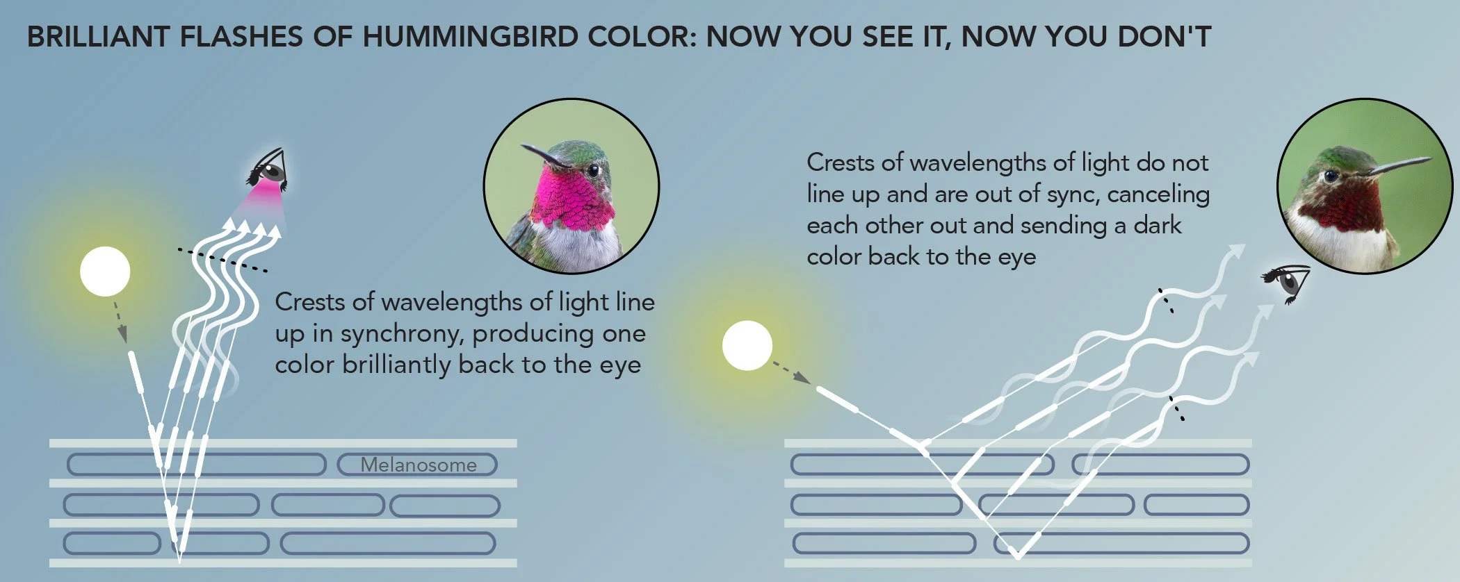 Constructive Interference in Hummingbird Feathers