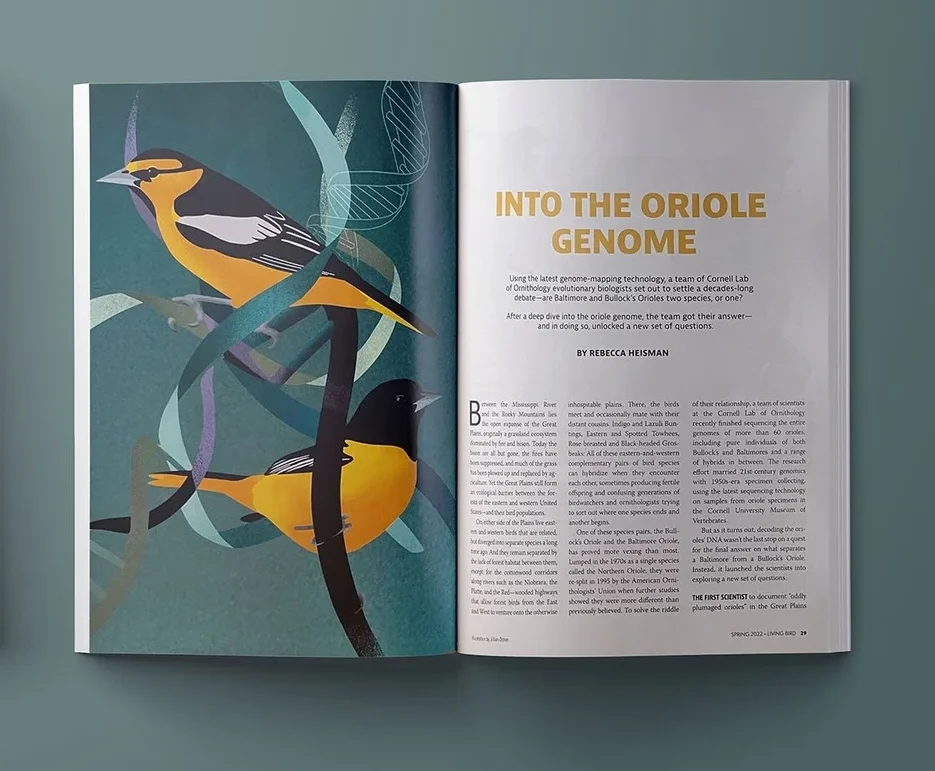 Into the Oriole Genome