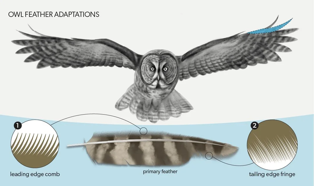 Owl feather adaptations 