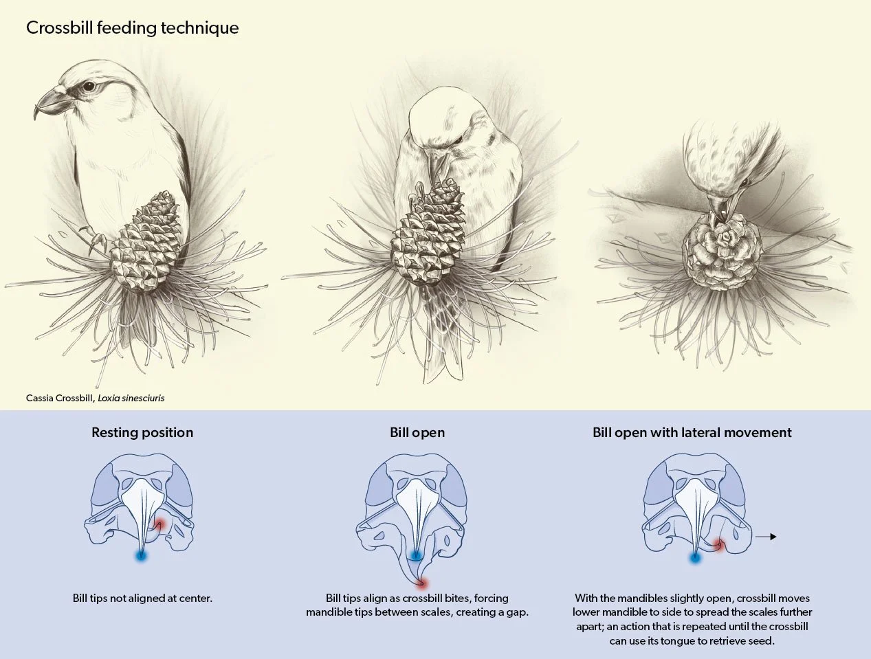 Crossbill feeding technique