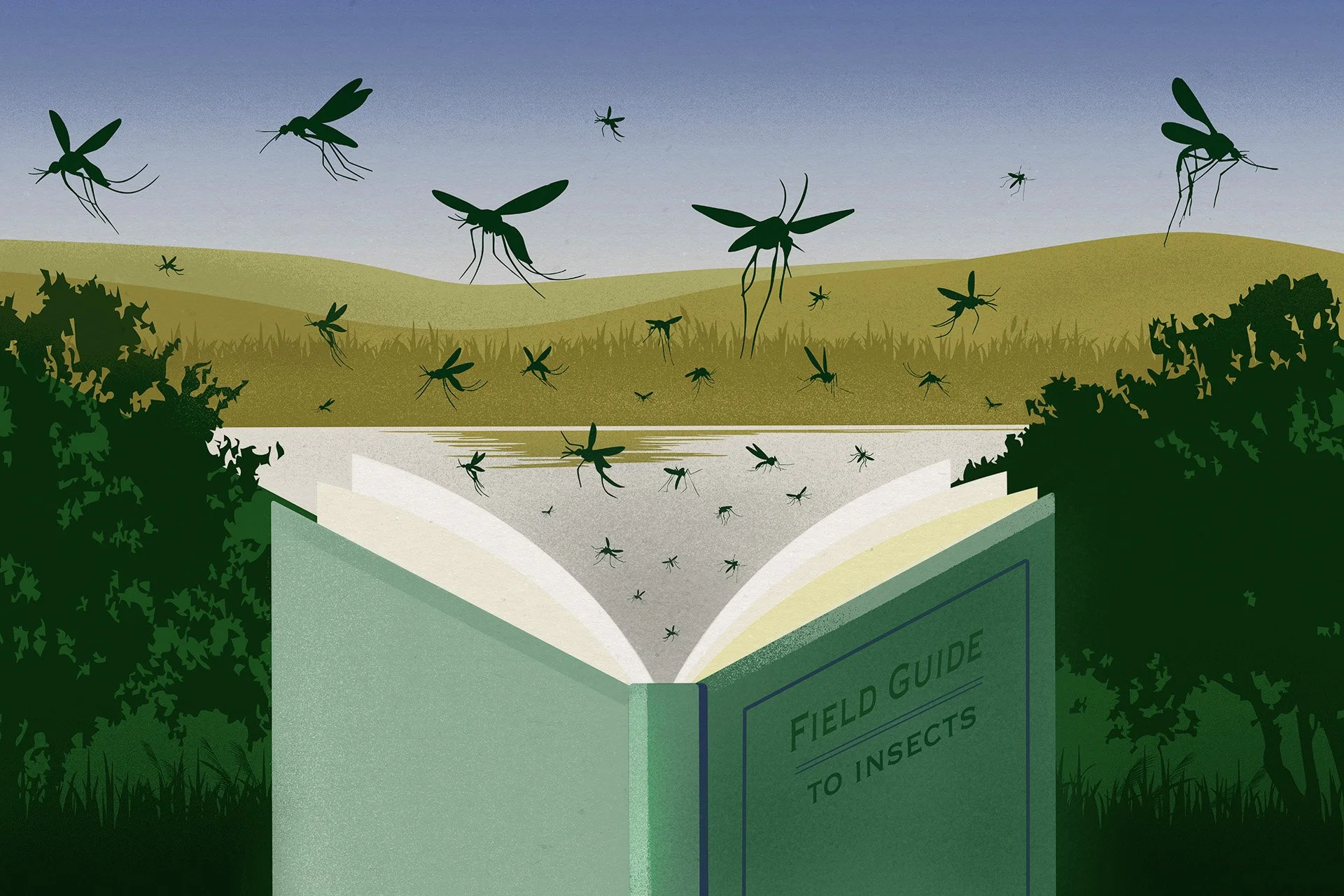Illustration for Vox, Guide to Mosquitoes in the US