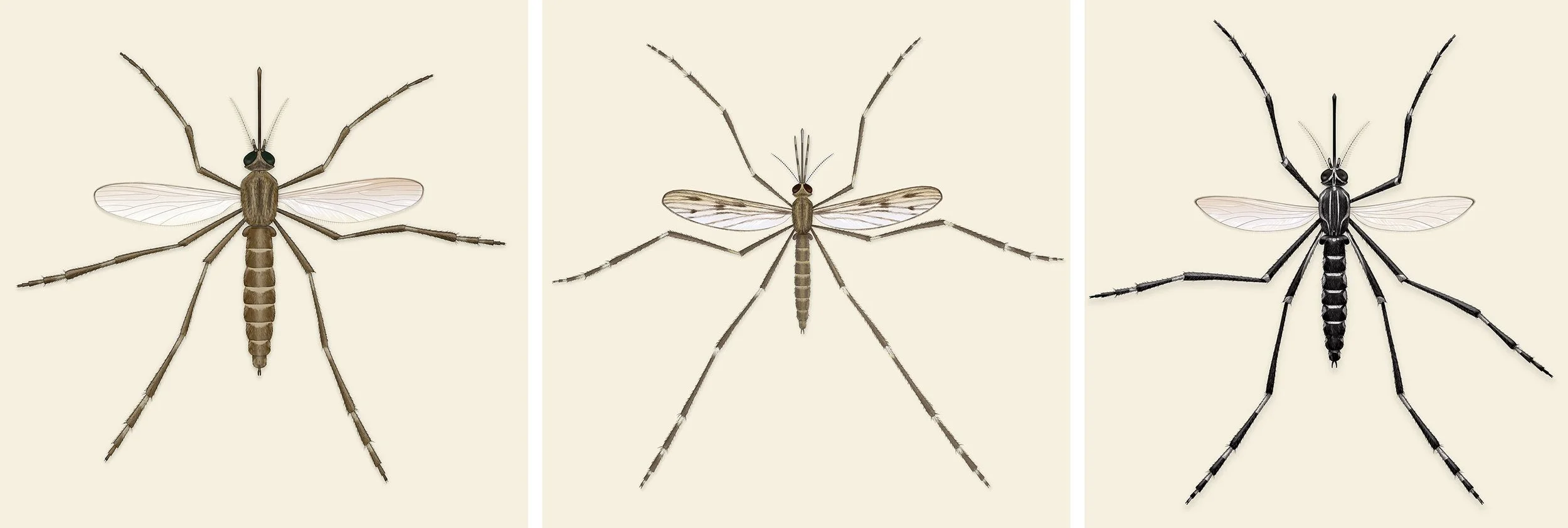 Illustrations for Vox, Guide to Mosquitos 