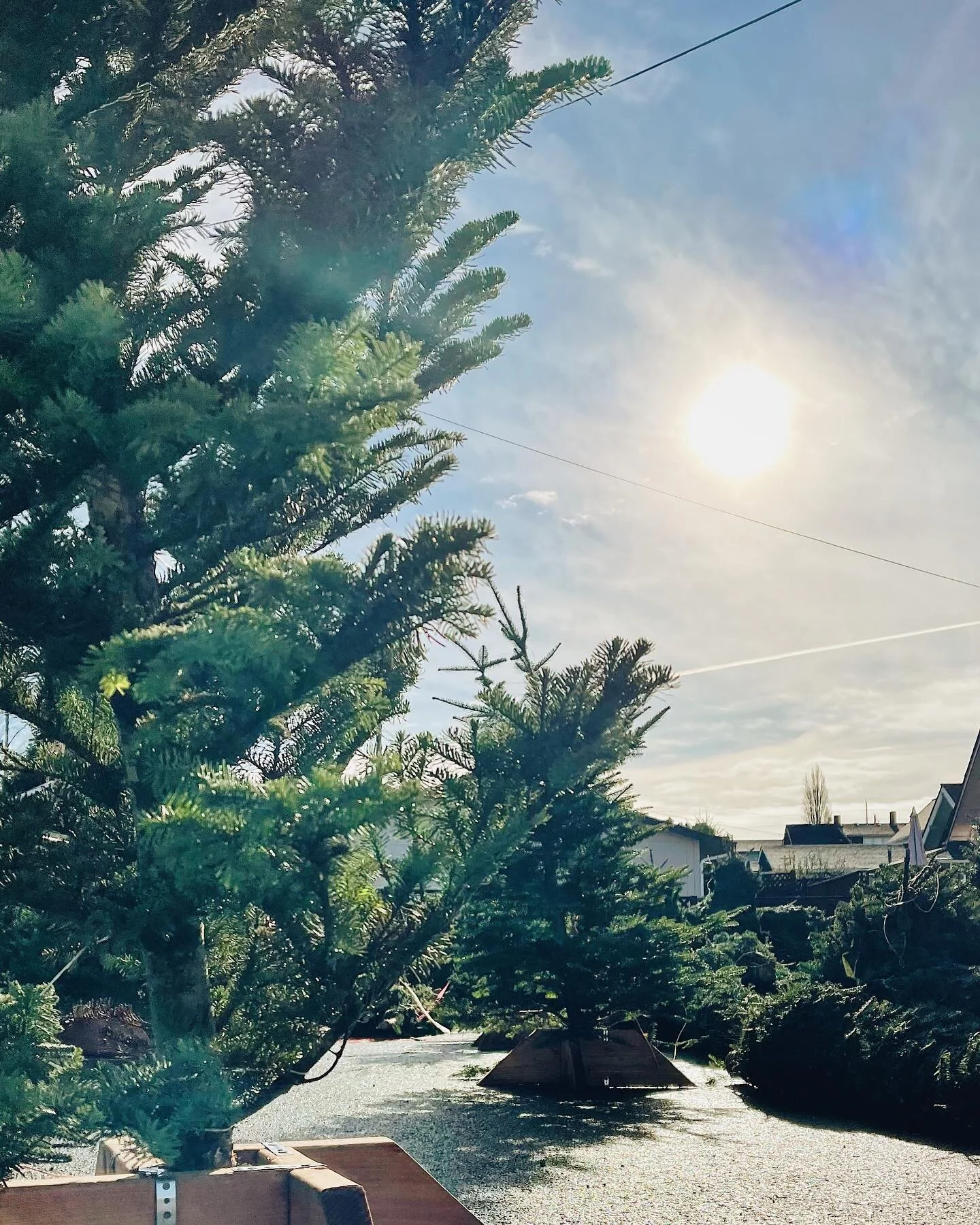 We love seeing your Delightful Christmas Trees in the wild! Tag us or send us a photo, we&rsquo;d love to see!
We still have Christmas wreaths, Douglas Fir, and Noble Fir. Come on over, we&rsquo;d love to help you! 🤍