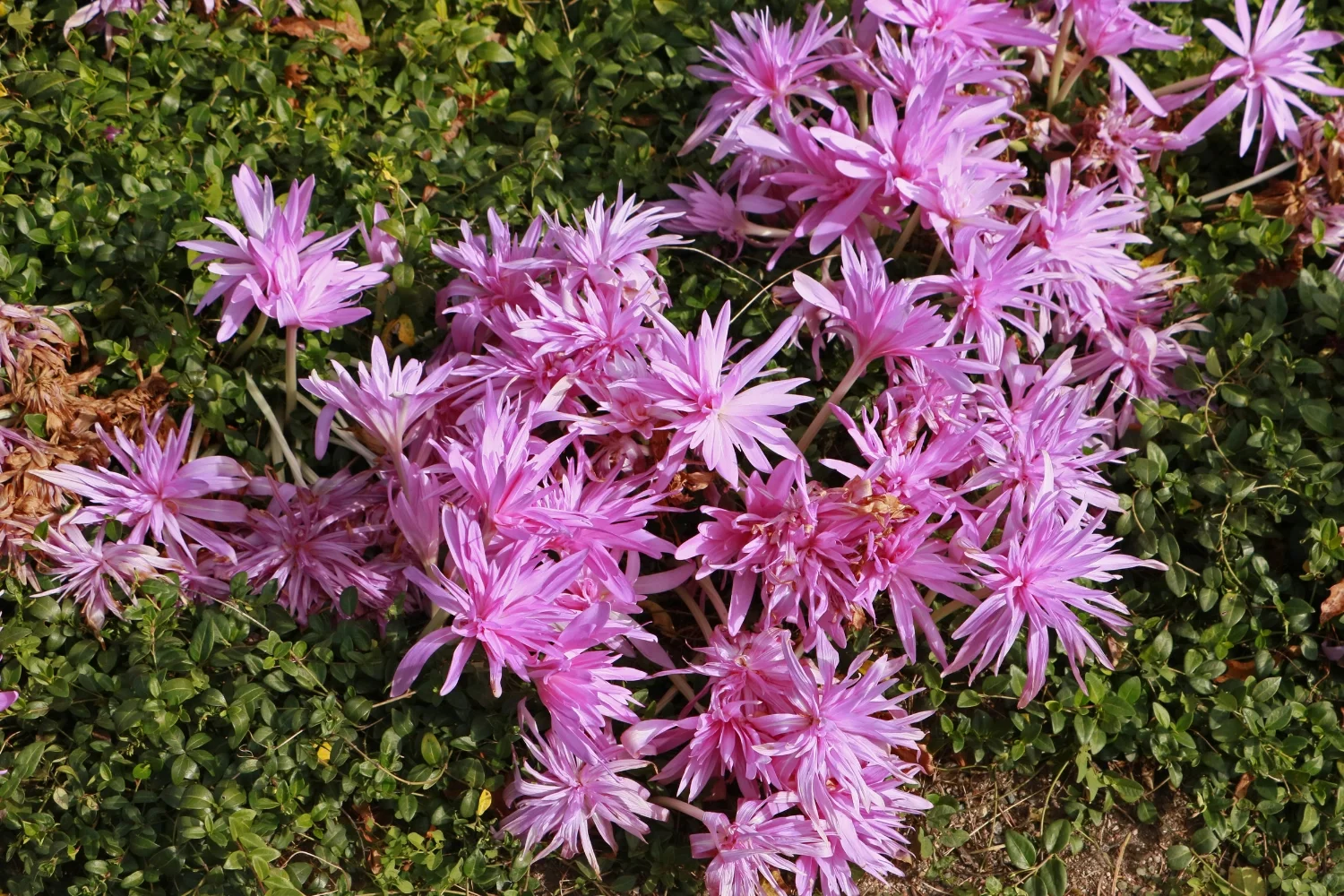 chicago-botanic-garden_22074116859_o.jpg