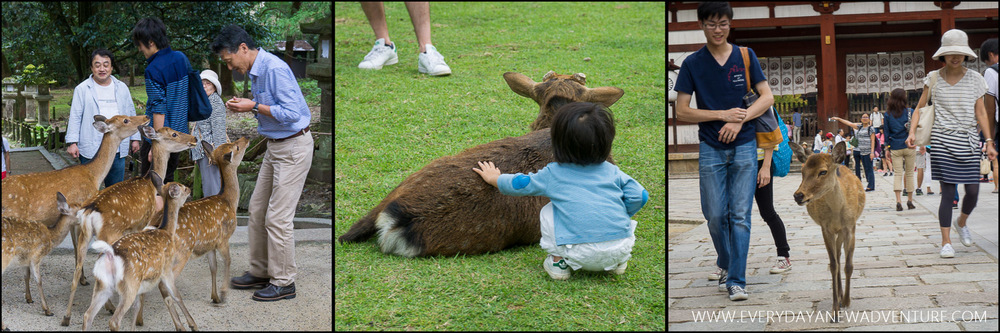 [Squarespace1500-077] Deer in Nara Collage.jpg