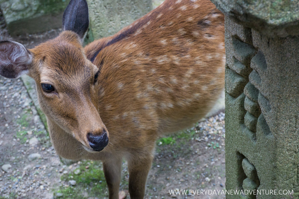 [Squarespace1500-083] Nara-03973.jpg