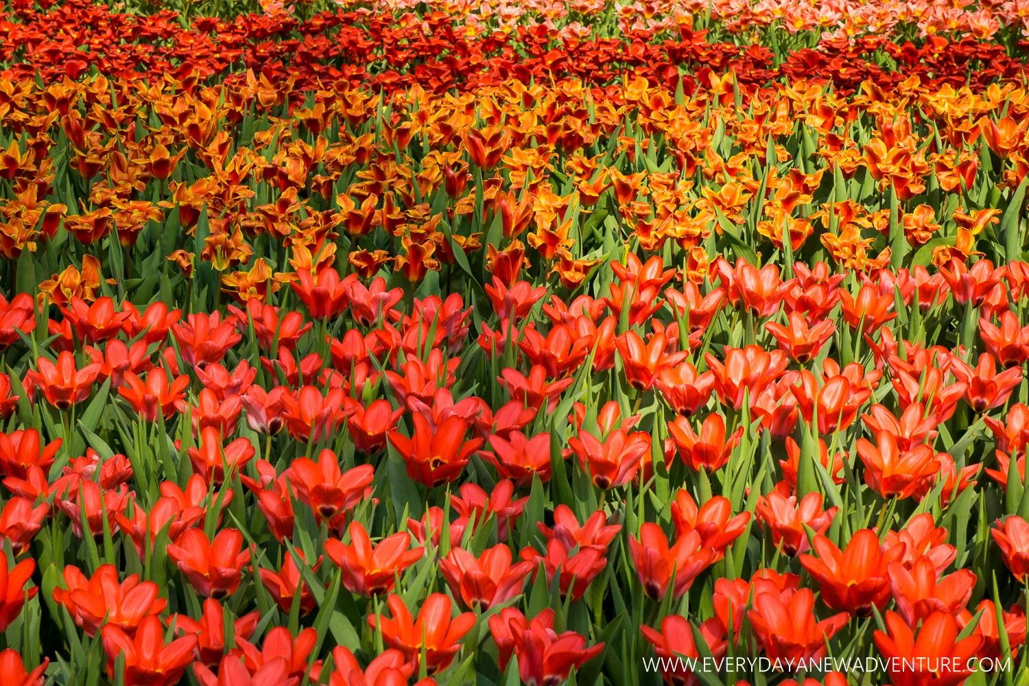 Springtime in Amsterdam!