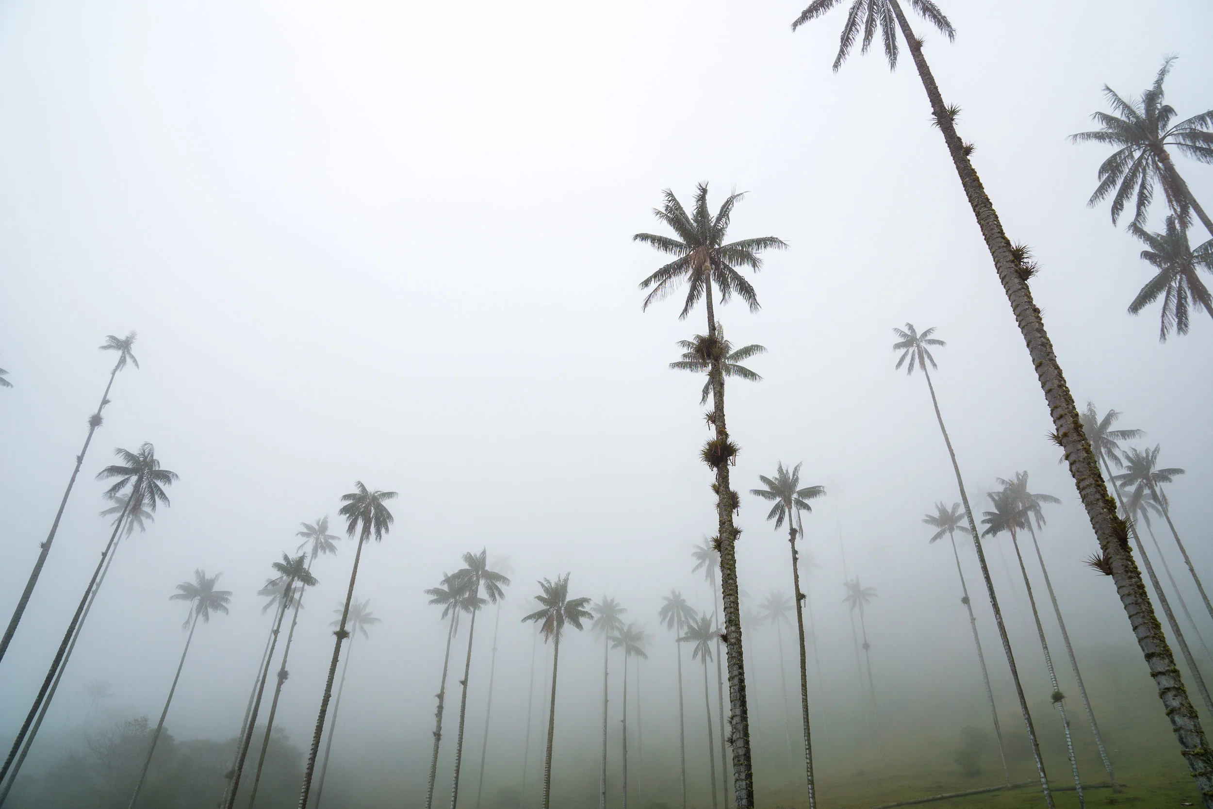 Salento & Bogota, Colombia - Understanding Coffee and Graffiti