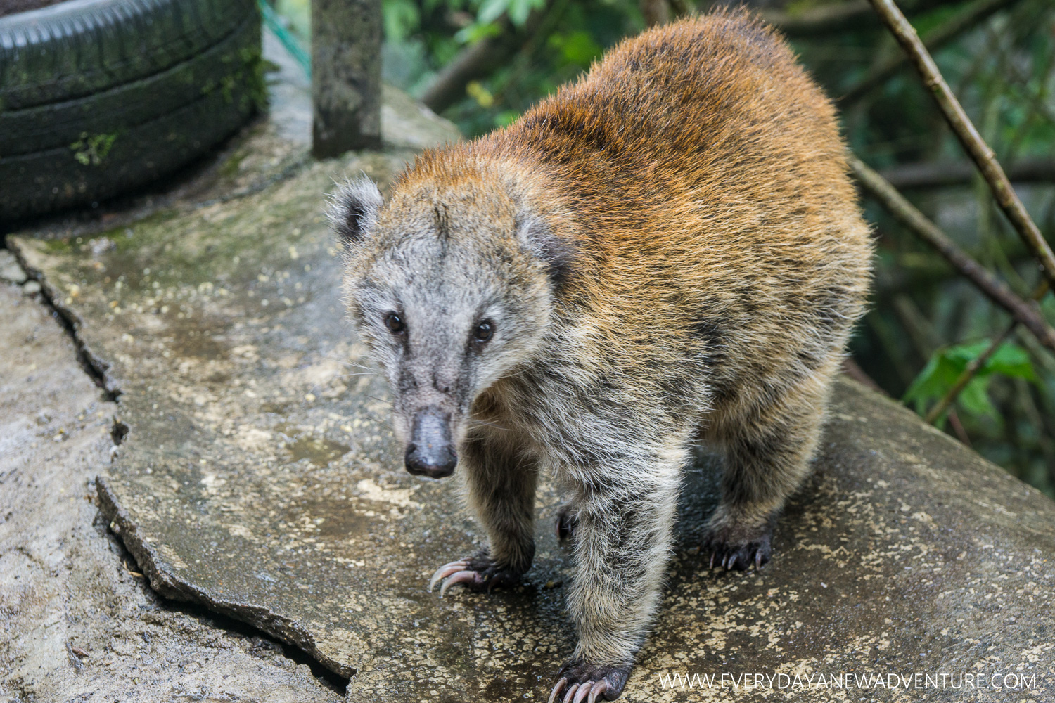 The not-so-cuddly croatie.