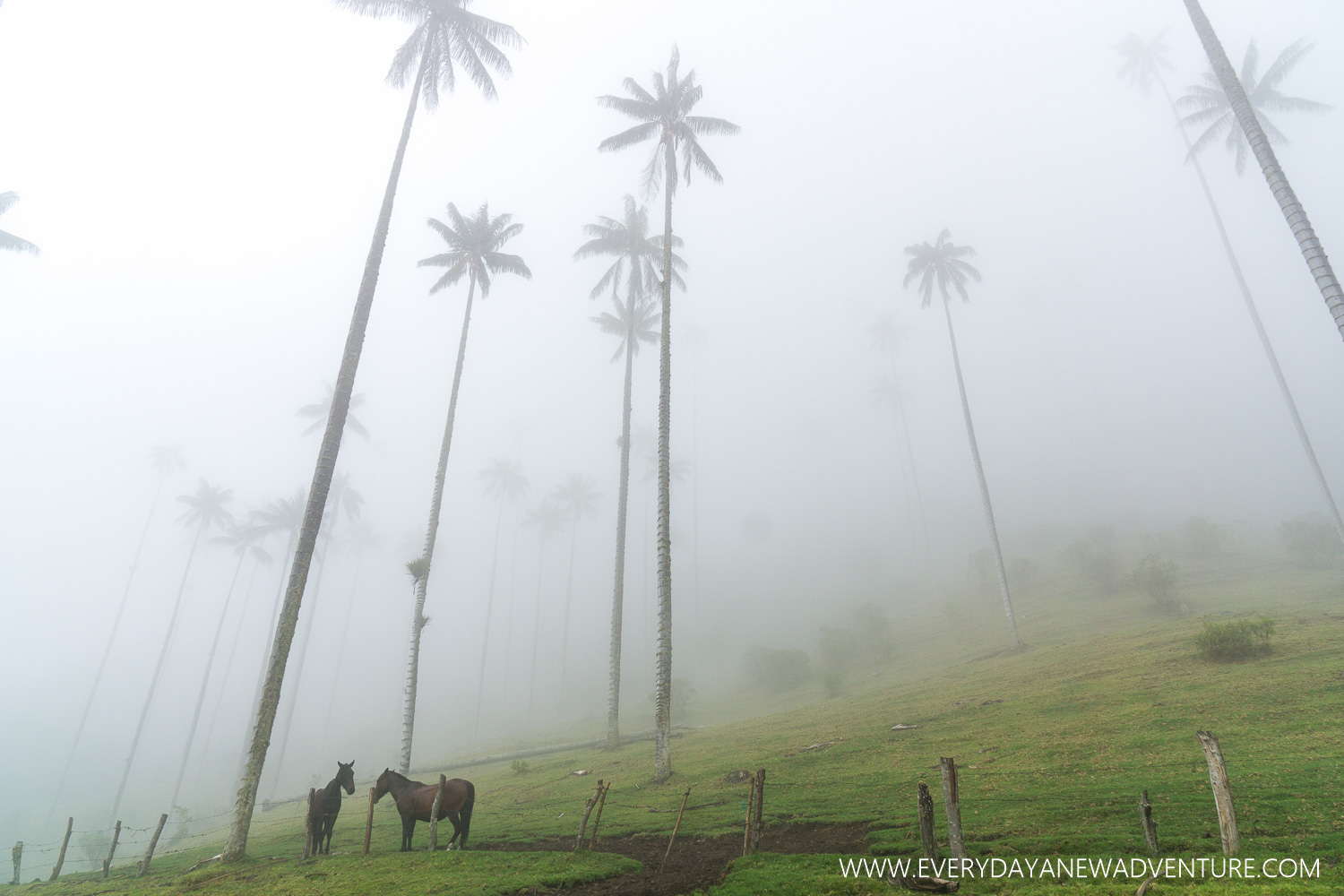 The giant wax palms of the Cocora Valley.
