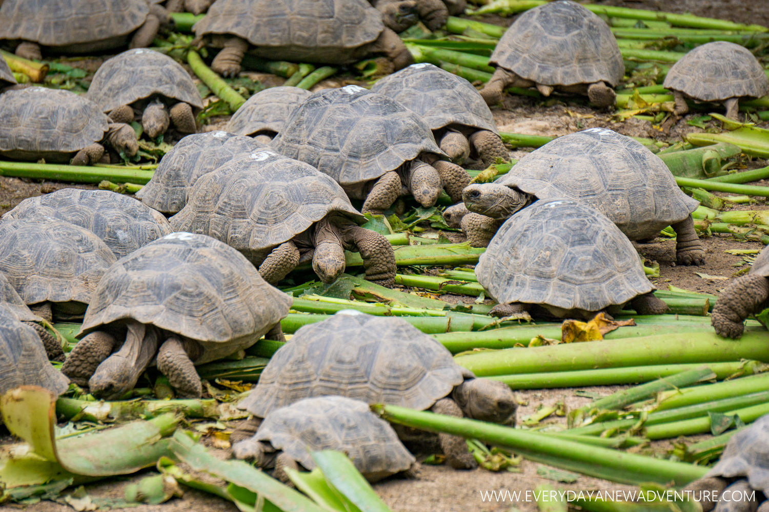 Baby giant tortoises enjoying their lunch.